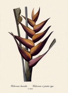 Heliconia humilis, Heliconia à petite tige