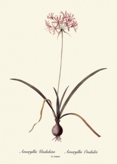Amaryllis Undulata, Amaryllis Ondulée