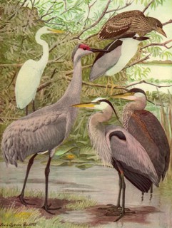 Birds in Lakeside Tree
