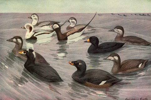 Birds on Grey Waves