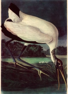 Wood Ibis