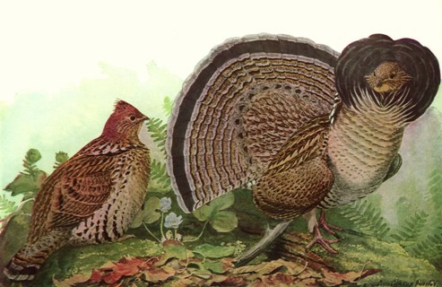 Ruffled Grouse