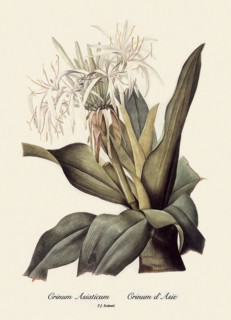 Crinum Asiaticum, Crinum d'Asie