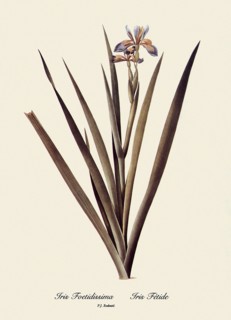 Iris Foetidissima, Iris Fétide
