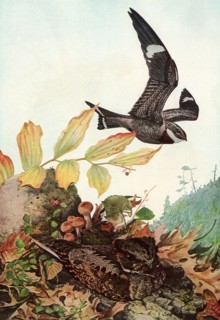 Hawk and Whippoorwill.