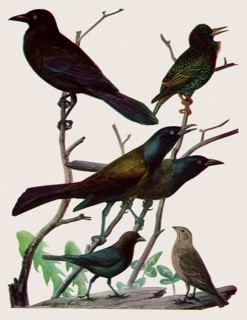 Iridescent Birds