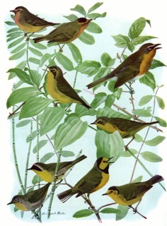 Birds, Leaves, Reeds