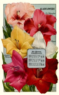 Six Gladflowers