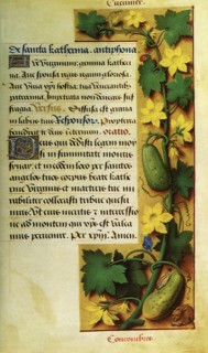 Cucumber Vine