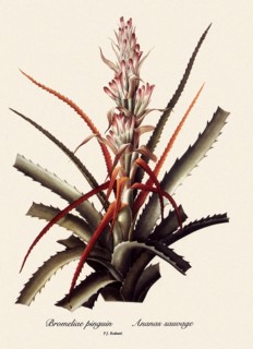 Bromeliae pinguin, Ananas sauvage