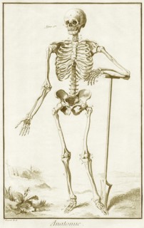 Skeleton and Shovel