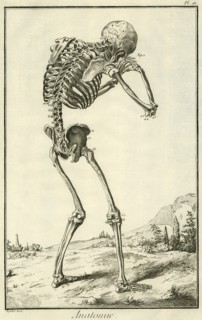 Skeleton Hunched Over