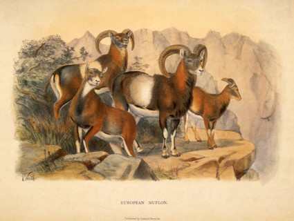 European Muflon, Ovis musimon