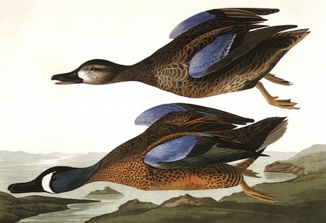 Blue-Winged Teals