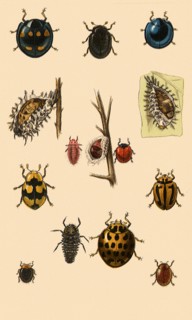 Australian Ladybugs