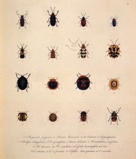 Leaf Beetles, Family Chrysomelidae