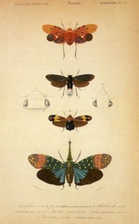 Bugs