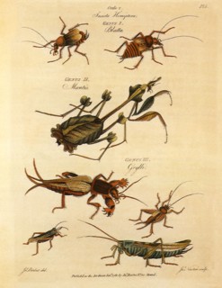 Mantis, Cockroach, Mole-Cricket, Grasshopper