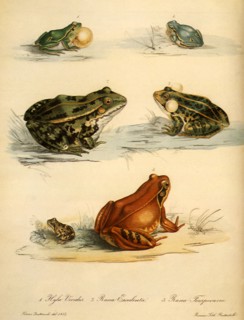 Common Tree Frog, Edible Frog, Common Frog