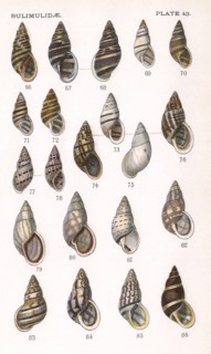 Bulimidae