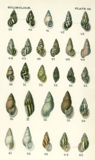 Bulimidae Mollusks