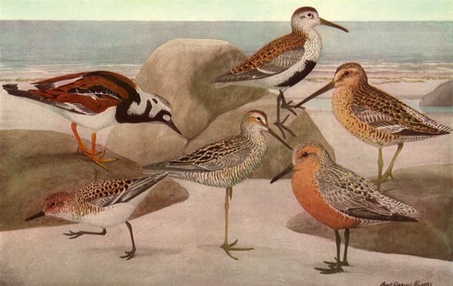 Beach Birds