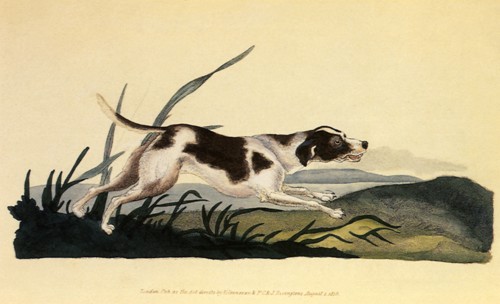 Domestic Dog, Canis familiaris