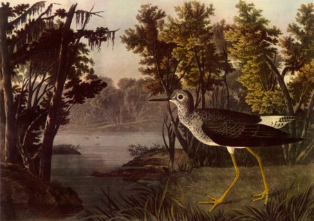 Lesser Yellow Legs