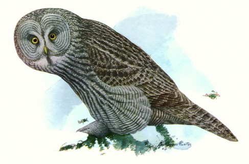Great Gray Owl