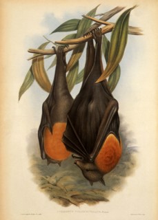 Grey-Headed Flying Fox, Pteropus poliocephalus