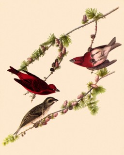 Purple Finches