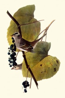 White-Crowned Sparrows