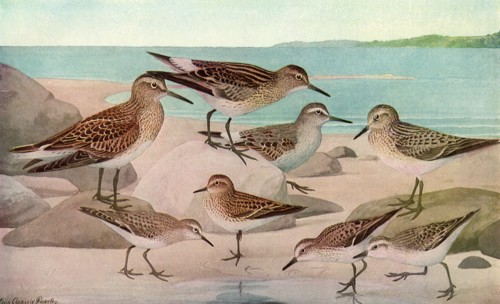 Sandpipers