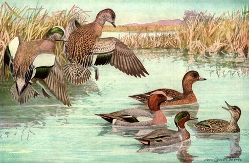 Departing Ducks