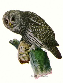 Barred Owl