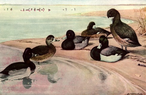 Beach Ducks