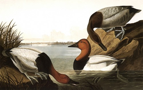 Canvas-Backed Ducks