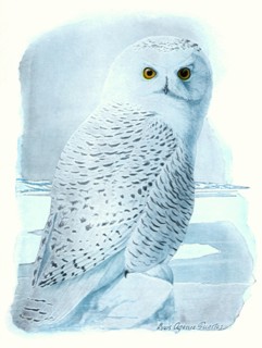 White Owl in the Snow
