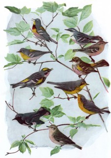 Male, Female Warblers