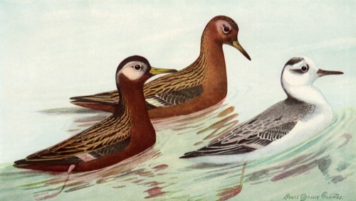 Red Phalarope