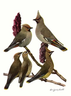 Waxwings