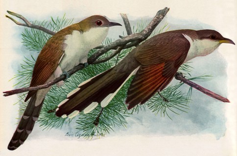 Cuckoos