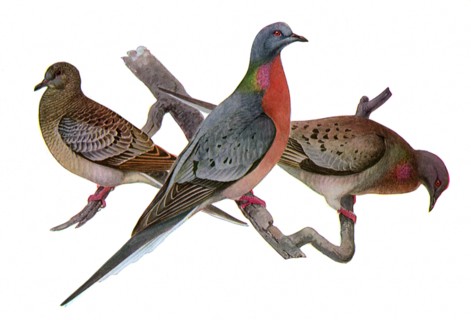 Passenger Pigeons