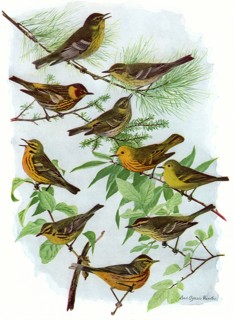 More Warblers