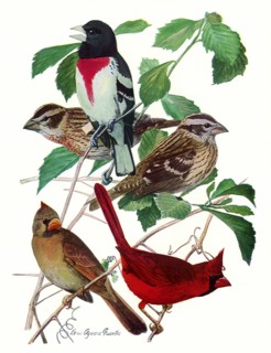 Grossbeaks, Cardinals