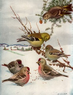 Feeding in the Snow