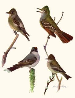 Perched Birds