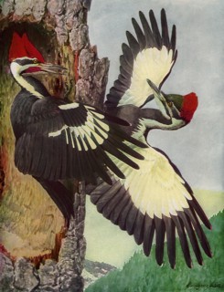 Pileated Woodpeckers