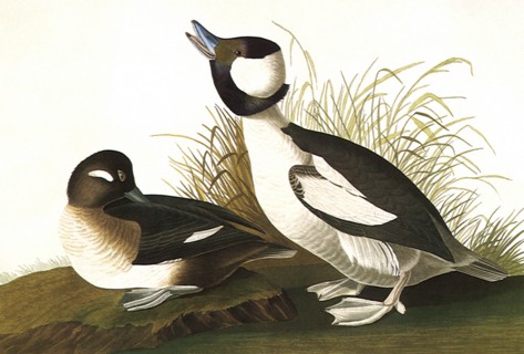 Buffel-Headed Ducks
