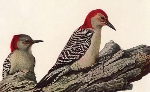 Red-Bellied Woodpeckers